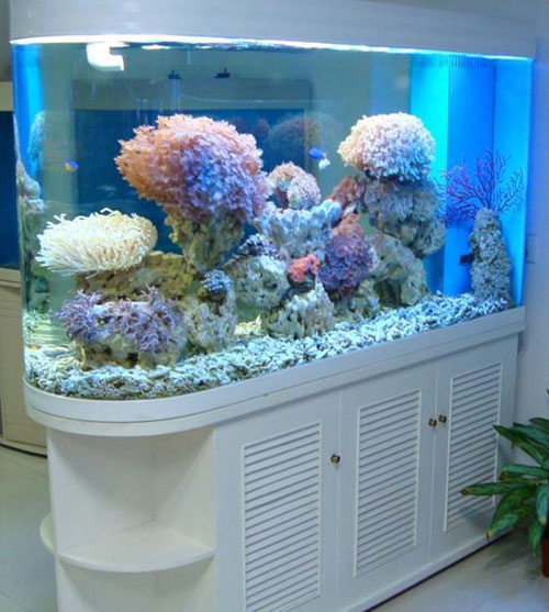 居家養魚風水講究，怎麽養魚招財運？